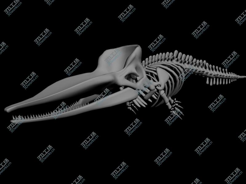images/goods_img/202105071/Sperm whale skeleton/1.jpg